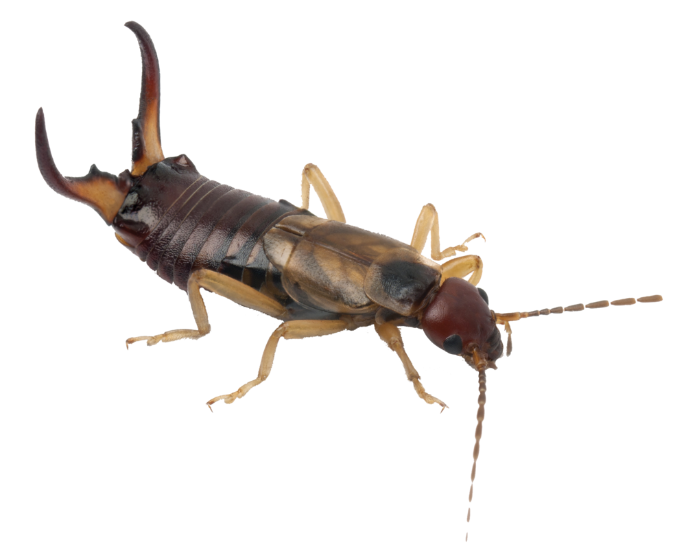 Arizona Pest Control — AP Pest Control, Phoenix Valley