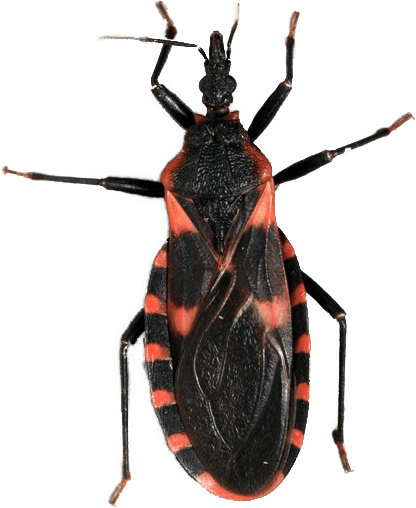 Arizona Pest Control — AP Pest Control, Phoenix Valley
